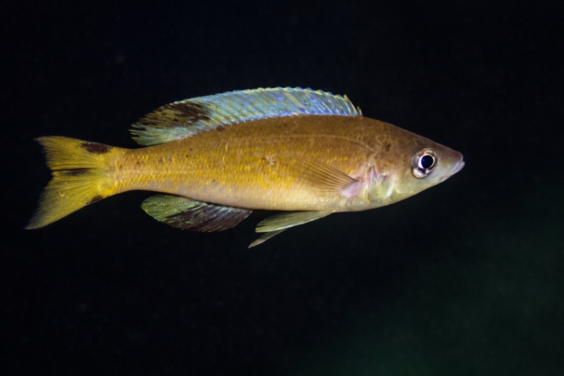 Cyprichromis microlepidotus 'Kiliza'